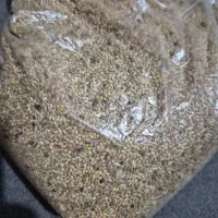 دونه عروس هلندی