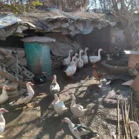 قوقاز پرو پاچه دار درشت بالغ