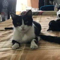 واگذاری گربه ماده خانگی|گربه|اصفهان, شهرک میلاد|دیوار