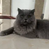 گربه نژاد بریتیش اصیل و آرام