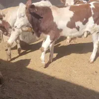 فروش ۱۰ راس گوساله سیمنتال درجه یک