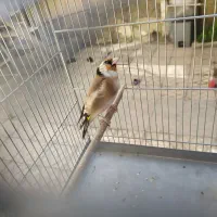 زاده قفس دهن دار درجه یک