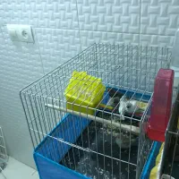 فنچ سرحال|پرنده|دره شهر, |دیوار