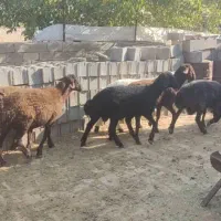 بره هموهترو|حیوانات مزرعه|میمند, |دیوار