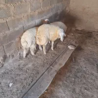 بره نر