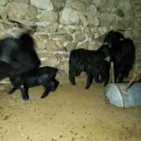 بز فروشی|حیوانات مزرعه|دهدشت, |دیوار