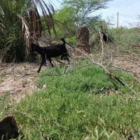 بز ۵دارم ۱نر ۴ماده خوش خراک