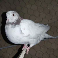 کبوتر|پرنده|ازنا, |دیوار