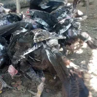 بوقلمون برنز انگلیسی نژاد دار