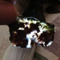 شجرخوش نگار