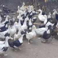 فروش چند عدد اردک اسرائیلی ماده وچند عدد اردک محلی|حیوانات مزرعه|قائمشهر, |دیوار