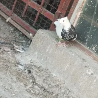 کفتر کبوتر طوقی|پرنده|اهواز, شریعتی جنوبی|دیوار