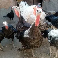 بوقلمون|حیوانات مزرعه|میان جلگه, |دیوار