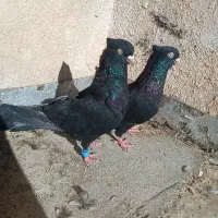 زاغ|پرنده|شهرضا, |دیوار