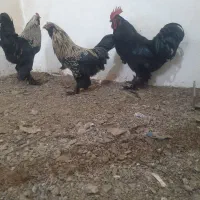 فروش سه عدد خروس