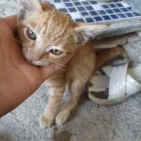 گربه دستی ناز