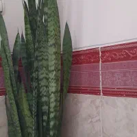 گل سانسوریا