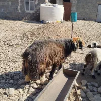 قوچ وبره قوچی