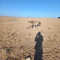 سگ گله|سگ|قهستان, |دیوار