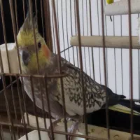 عروس هلندی|پرنده|شاهین دژ, |دیوار