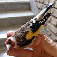 سهره نر ماده مولد وجوجه نقش