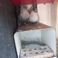 جفت طوسی موشی کلاهی