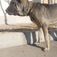 توله سرابی اصیل نوه هوزی