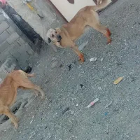 سگ پژدر|سگ|سنندج, |دیوار