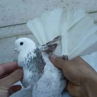 شازده ناب|پرنده|کوهدشت, |دیوار