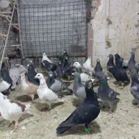 یک چخ کفتر بوم