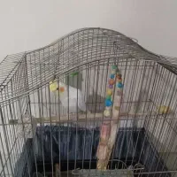 عروس هلندی باقفس و وسیله هاش