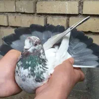 کله دم سبز فاطمیه