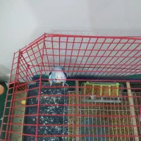 مرغ عشق پروانه ای|پرنده|اهواز, کوروش|دیوار