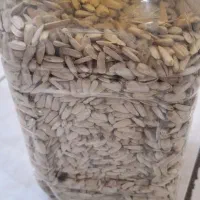 تخمه افتابگردان سفید و تامین کننده کلسیم