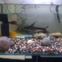 آکواریوم شیشه خم سالم