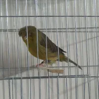 پرنده قناری کرست رسمی جیبوس رنگی