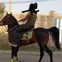 اسب|اسب و تجهیزات اسب‌سواری|نهاوند, |دیوار