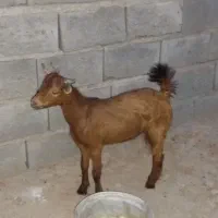نری سالم