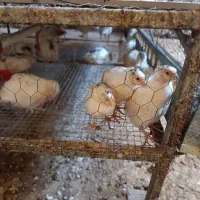 جوجه بلدرچین بیوتی