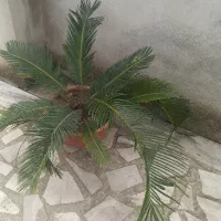 گل،گل