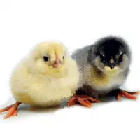 قصاب بیخص کار کارگرساده خانم آقا