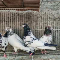 کبوتر کله دم سبز و زغالی و سرور سرنج