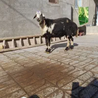 بره قوچ لخت پوست گاوی|حیوانات مزرعه|بروجرد, |دیوار