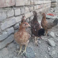 س جوجه محلی اصل