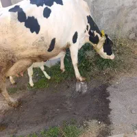 گاوشیری هرکول جوان|حیوانات مزرعه|تبریز, |دیوار