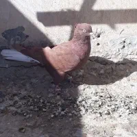 کفتر رنگی و پلاکی|پرنده|مبارکه, |دیوار