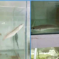 چانا فاهاکا پرت فلاورپیکاک پولی ردتیل پنکوسه شکاری|ماهی|مشهد, امیر|دیوار