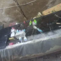پرنده
