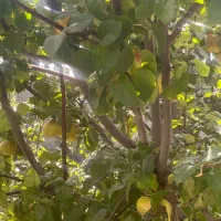 به درجه یک پیربکران|خوردنی و آشامیدنی|اصفهان, باغ دریاچه|دیوار