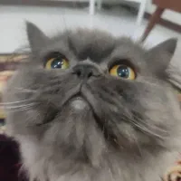 واگذاری
